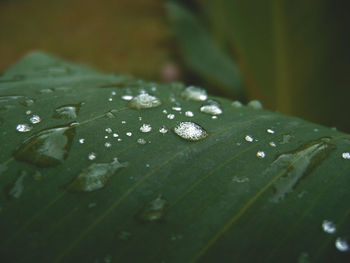 Close-up of raindrops on leaf