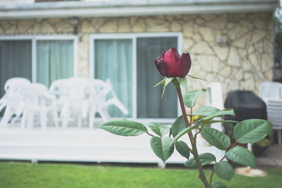 Close-up of rose blooming outdoors