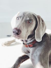 Close-up portrait of dog looking away