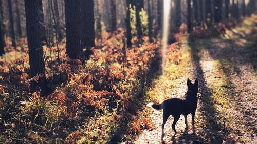 Dog standing in a forest