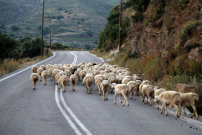 Flock of sheep walking on road