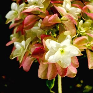 Close-up of flowers blooming outdoors