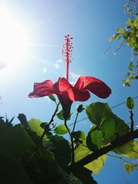 Low angle view of red flowers