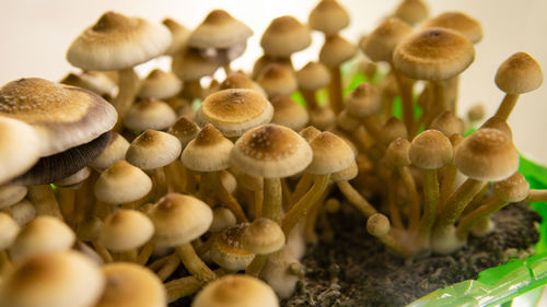 Close-up of mushrooms growing on land