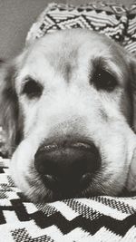 Close-up portrait of dog relaxing on bed