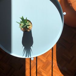 High angle view of potted plant on table at home