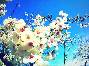 Low angle view of apple blossoms in spring