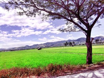 Scenic view of agricultural field against sky