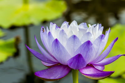 Close-up of purple water lily