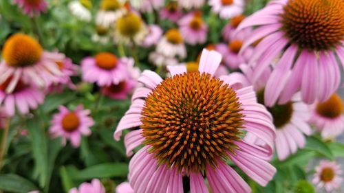 Close-up of eastern purple coneflowers growing at park