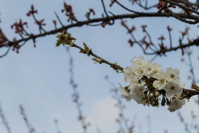 Close-up of cherry blossoms in spring