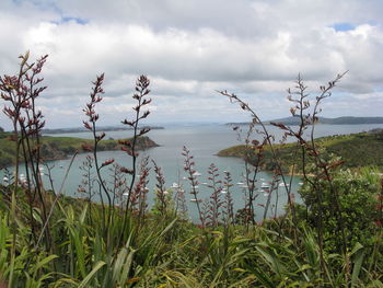 Plants growing on land against sky