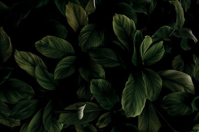 Closeup green leaves of tropical plant in garden. dense dark green leaf with beauty pattern texture