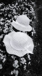 Plant growing on field