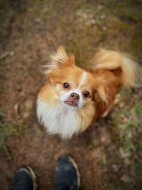 Close-up portrait of dog