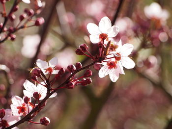 Close-up of pink cherry blossom