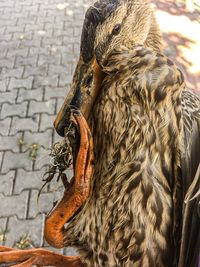 Close-up of owl eating