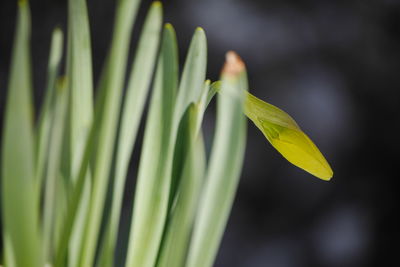Close-up of yellow daffodil bud