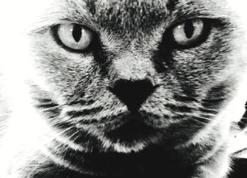 Close-up portrait of a cat