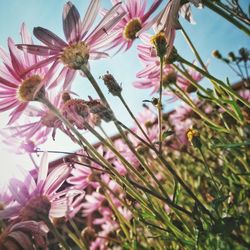 Close-up of pink flowers