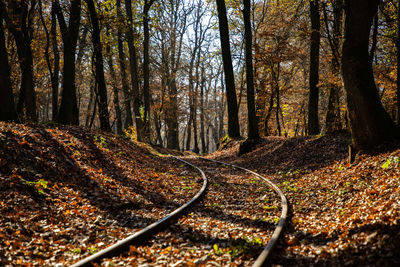 Trees in forest during autumn