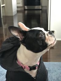 Close-up of dog looking away at home