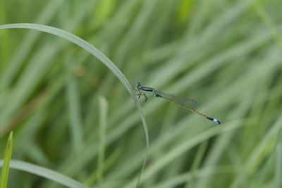 Close-up of insect on grass