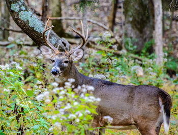 Portrait of deer in forest