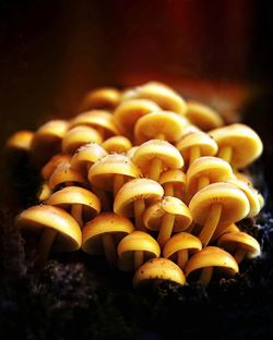 Close-up of mushrooms growing on plant