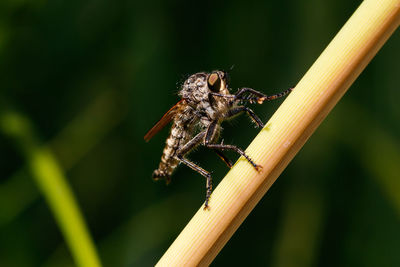 Close-up of insect on flower