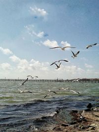 Birds flying over sea against sky