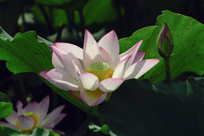 Close-up of lotus water lily