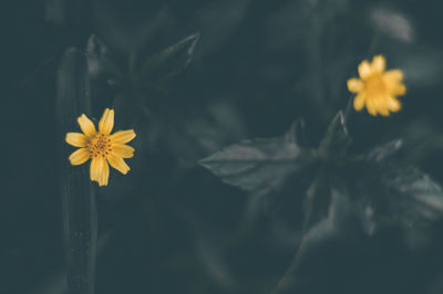 Close-up of yellow flowering plant