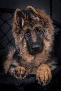 Portrait of the german shepherd long hair dog