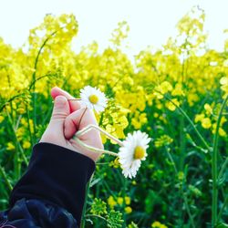 Low section of woman holding flower in field