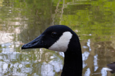 Close-up of bird