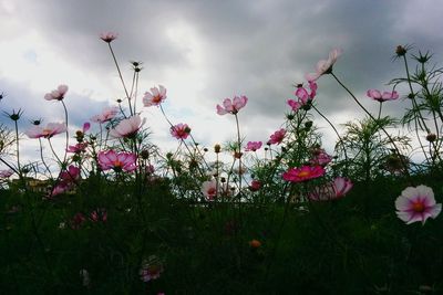 Close-up of pink flowers blooming against sky