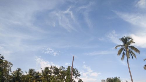 Low angle view of palm trees against sky