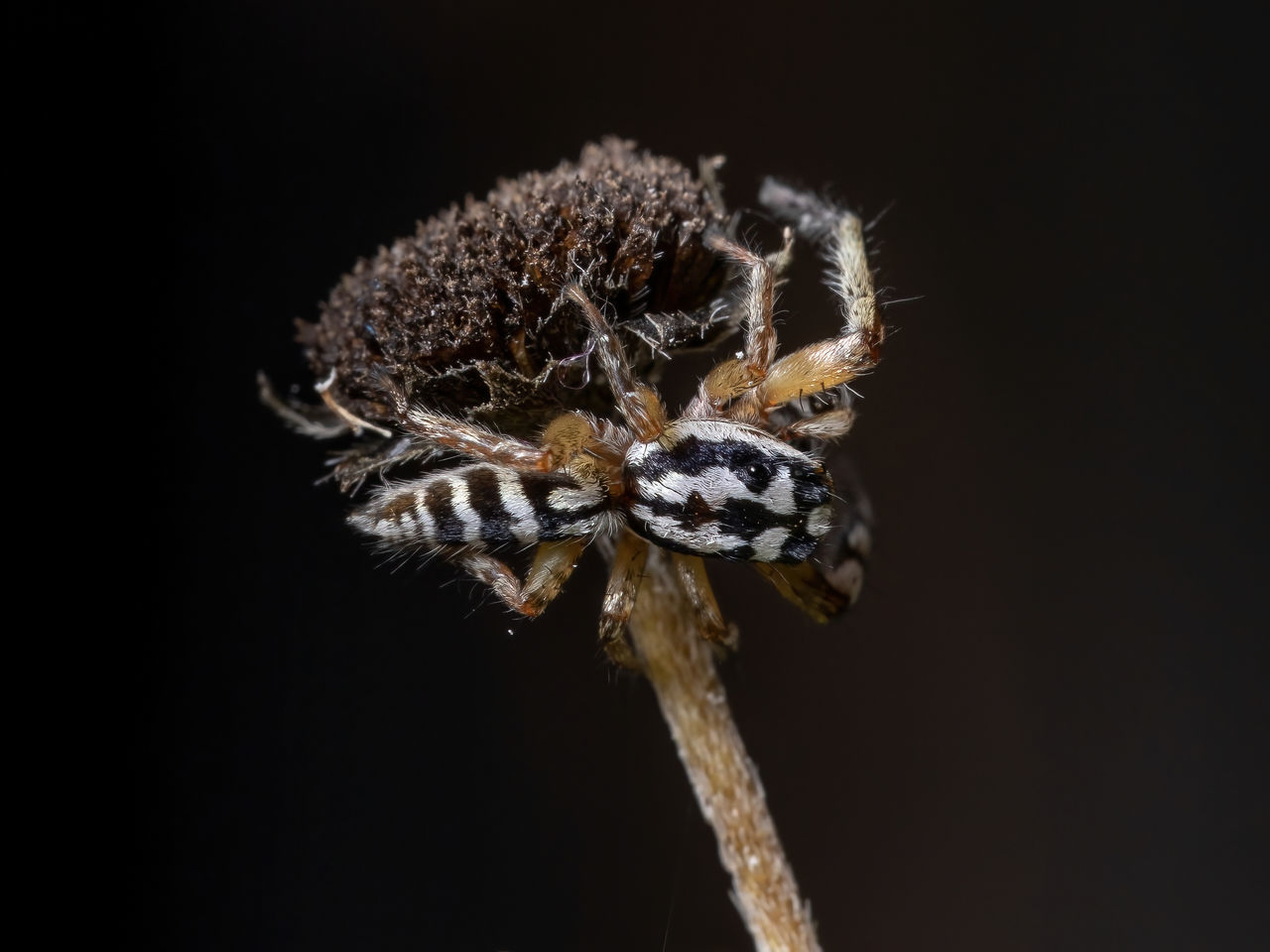 CLOSE-UP OF SPIDER ON FLOWER