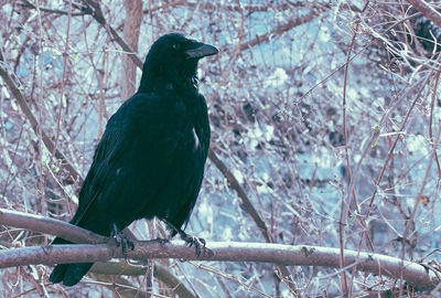 Bird perching on wall