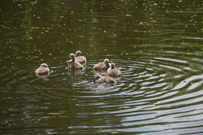 Ducks floating on water
