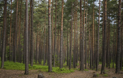 Pine trees in forest