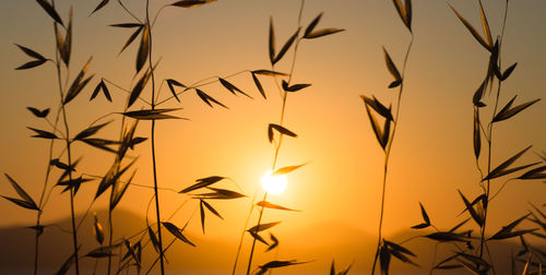 Sun shining through plants