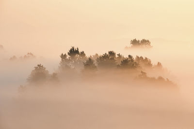 Trees against sky during foggy weather