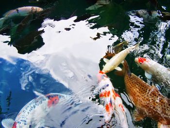 View of koi fish in lake