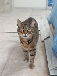 Portrait of tabby cat on floor at home