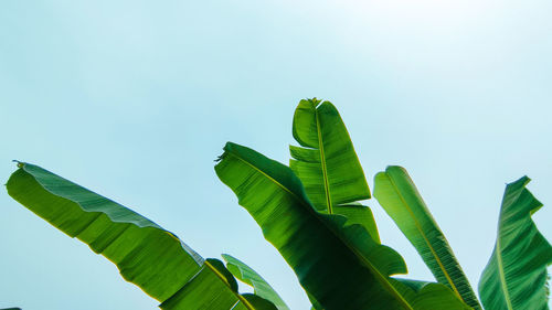 Low angle view of leaves against white background