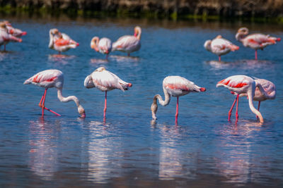 Flock of birds flamingos in lake