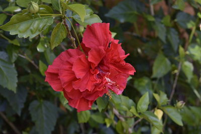 High angle view of hibiscus flower blooming at park