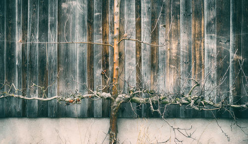 Close-up of dry plants against wall